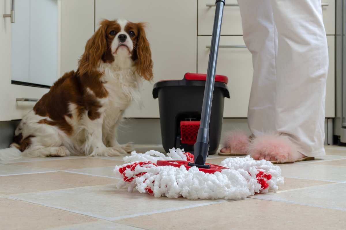 evita questi prodotti per pulizia se hai animale domestico