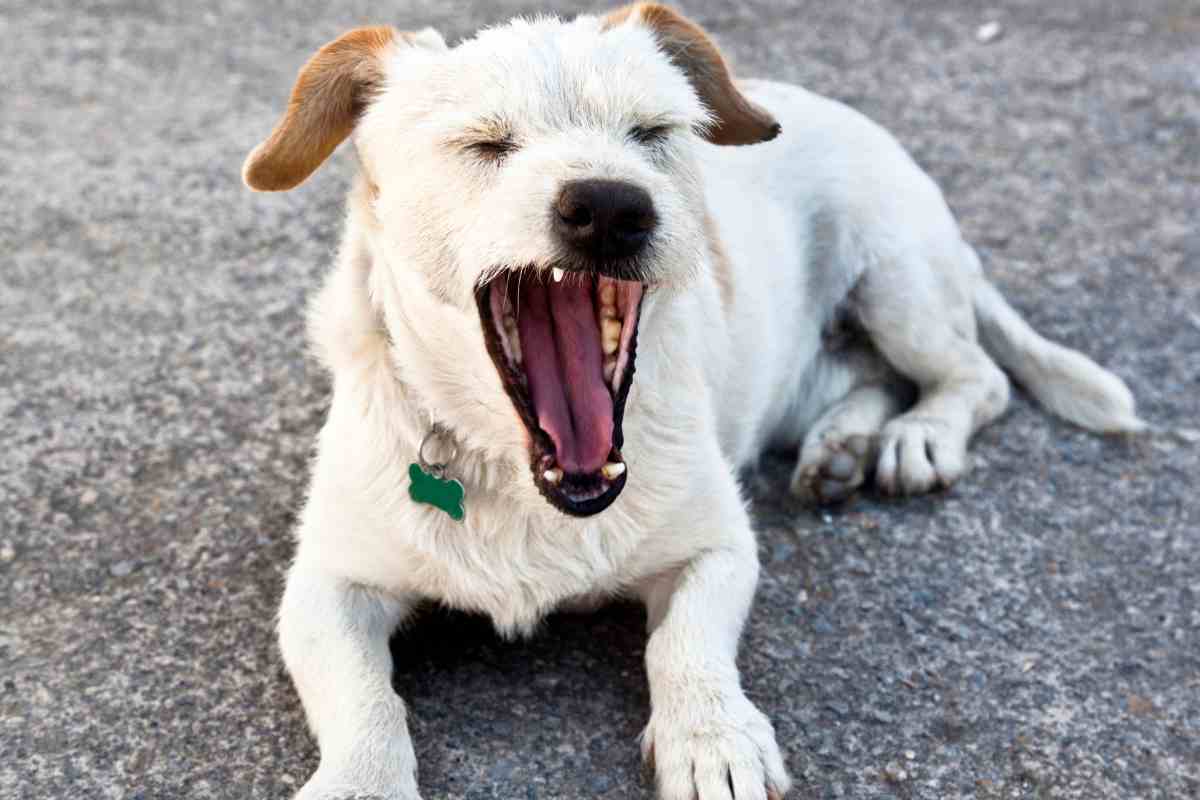 sbadiglio cane comunicare bene con il proprio cane