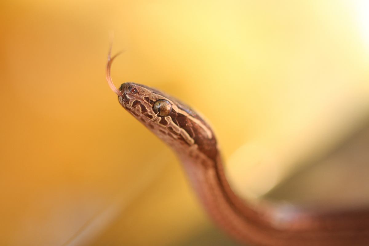 serpenti in casa cosa fare