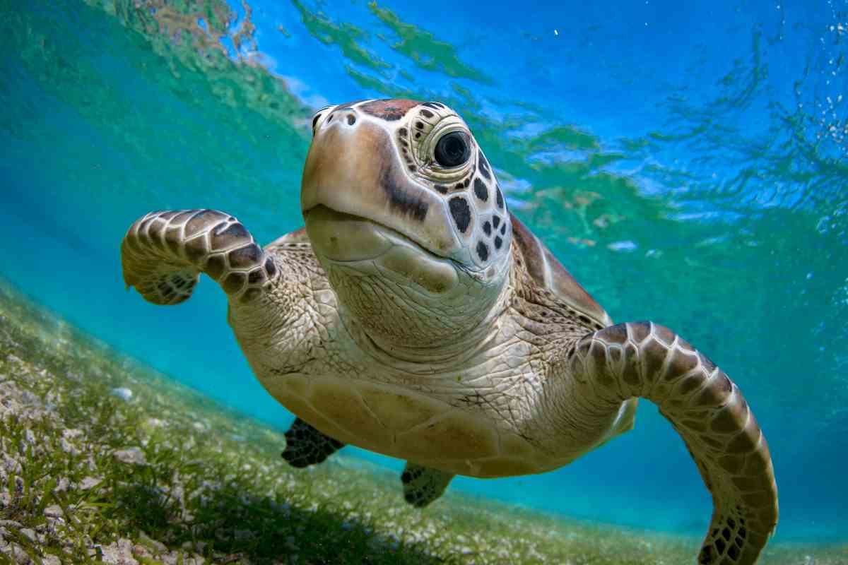 dove hanno orecchie tartarughe