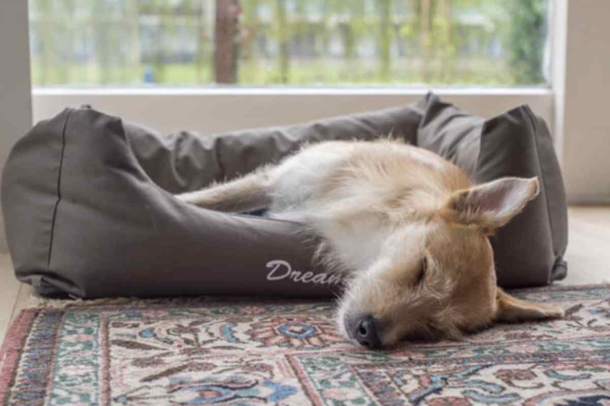 Questo fenomeno, che spesso si manifesta in modo spontaneo, è generalmente legato alla fase onirica del sonno, ma può nascondere anche cause più complesse.