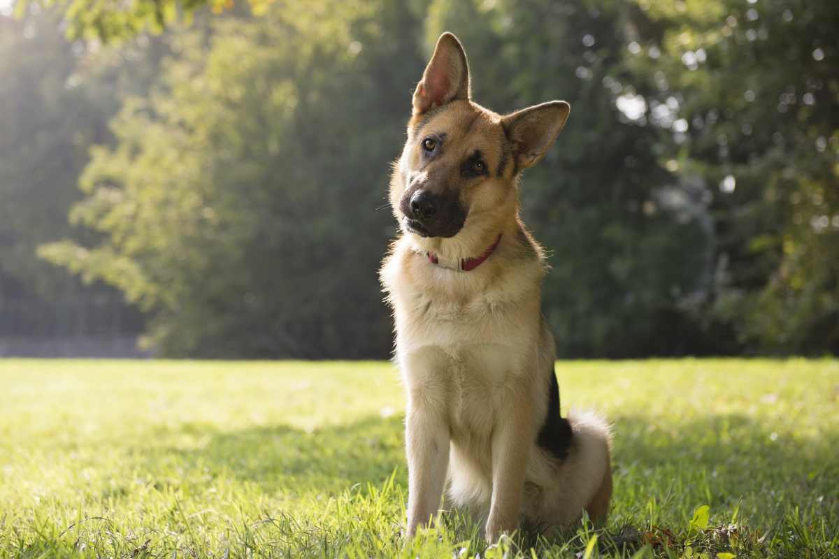 Quando il cane inclina la testa non è un gesto casuale