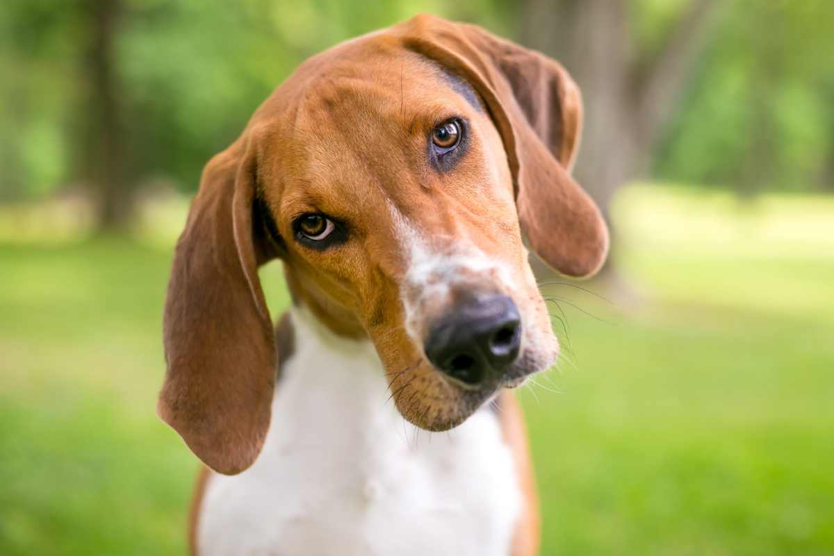 Quando il cane inclina la testa non è un gesto casuale