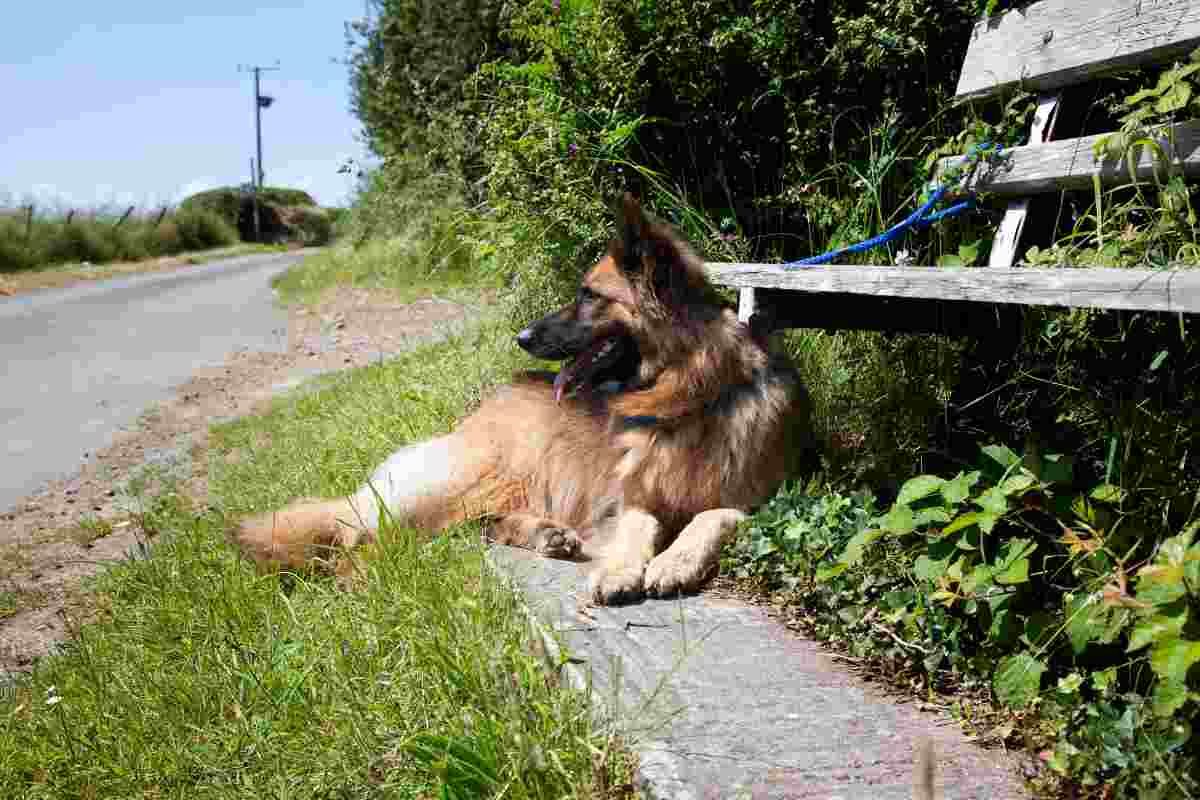 Abbandonato tra i rifiuti, il cane Ravioli non aveva speranze.
