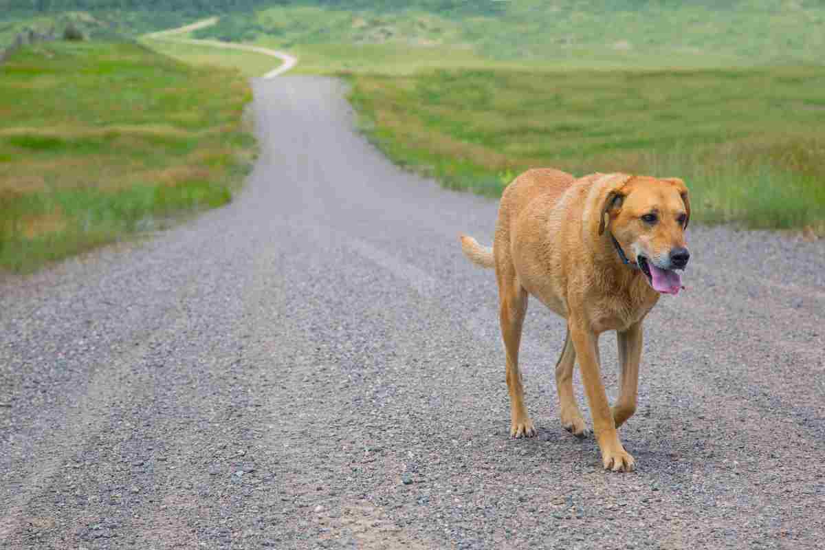 Ritrova il suo cane dopo 10 anni
