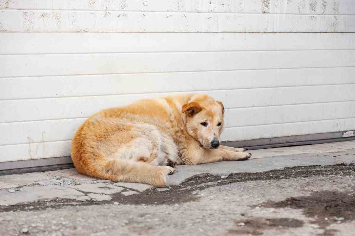 Abbandonato e assetato, per il cane Jimi non c'era speranza