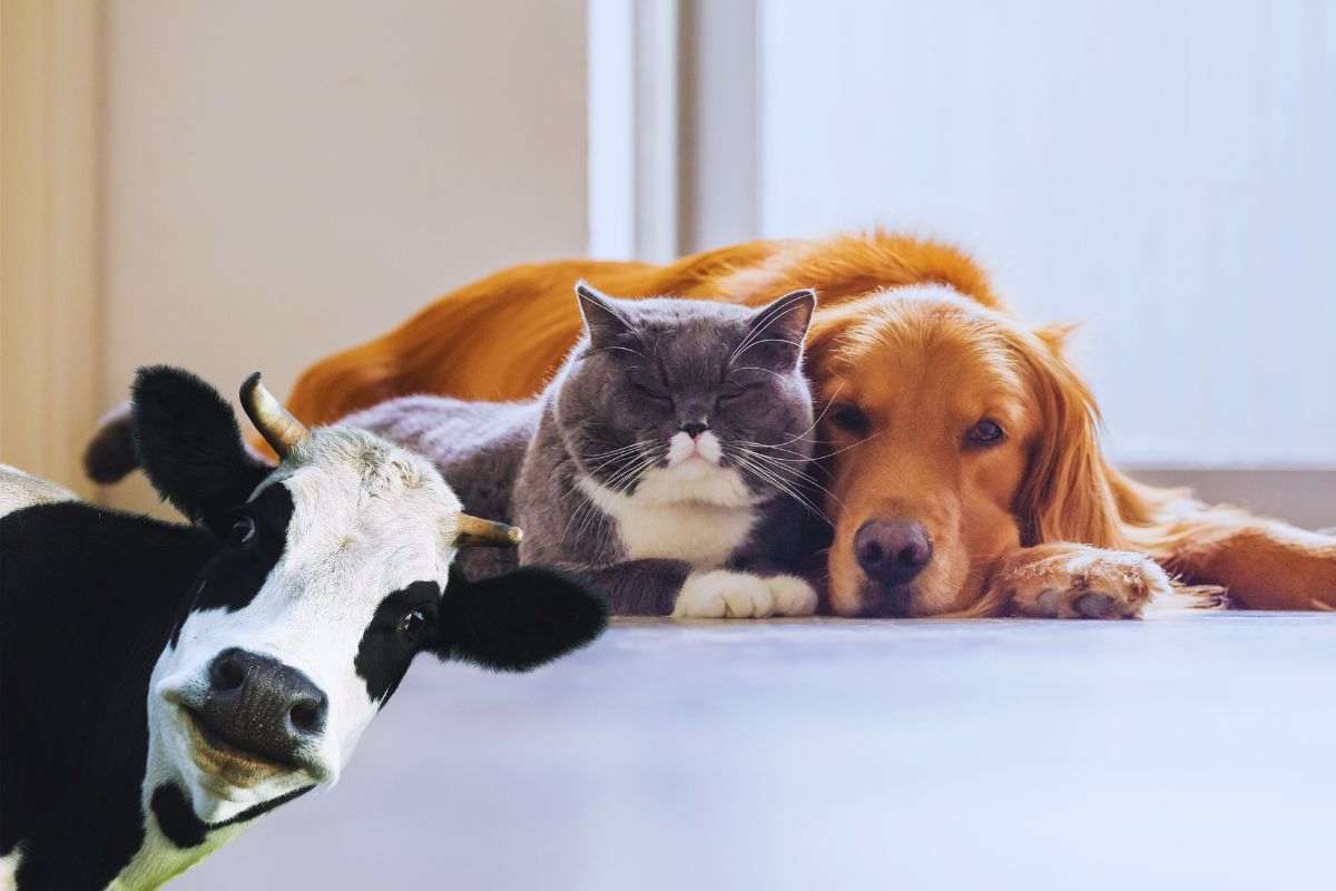 mucche come animali domestici alternativi