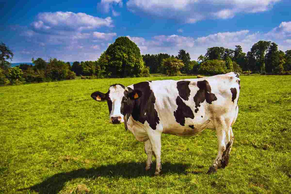 mini mucche come animali domestici