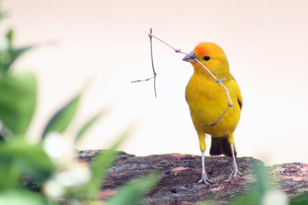 cosa fare se si nota uccellino caduto dal nido
