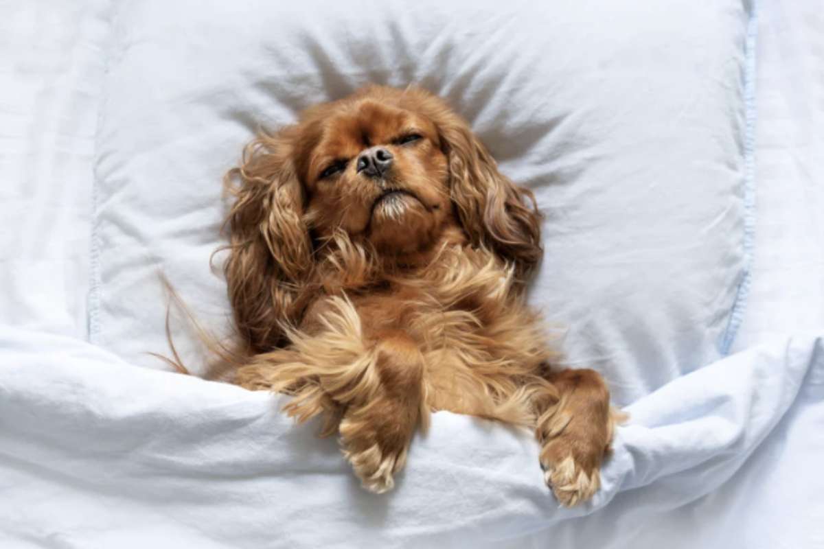 Diverse razze mostrano una maggiore predisposizione a emettere questi suoni durante il sonno, spesso legati a caratteristiche anatomiche specifiche.