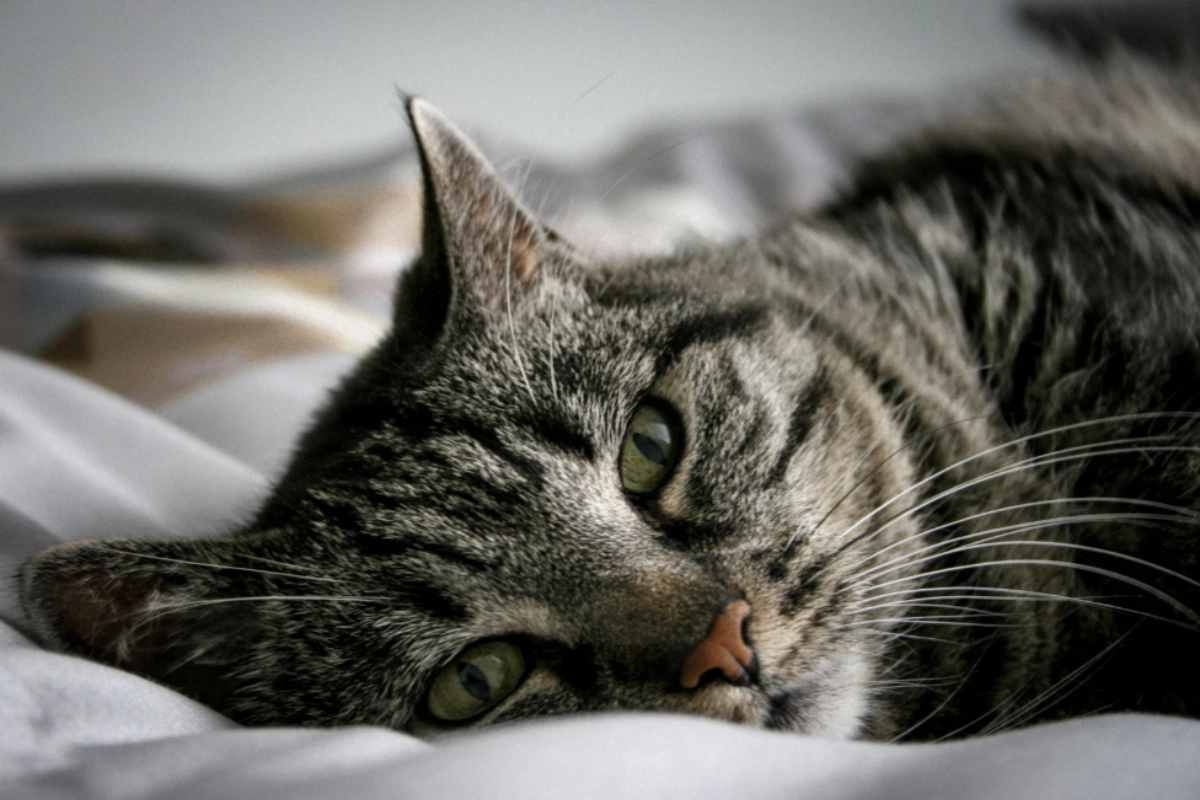 Febbre Gatto Febbre Gatto