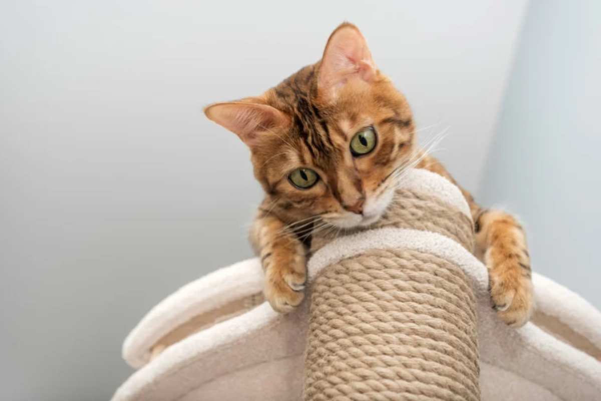 Gatto arrampicata La propensione dei gatti a cercare posti alti ha radici antichissime e risponde a esigenze di sicurezza, controllo del territorio