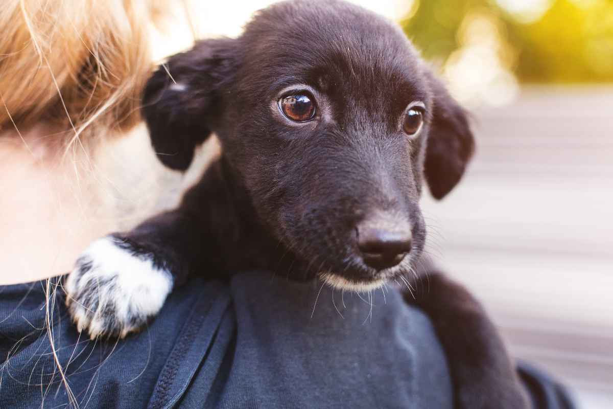 Ansia da separazione, come riconoscerla e gestirla