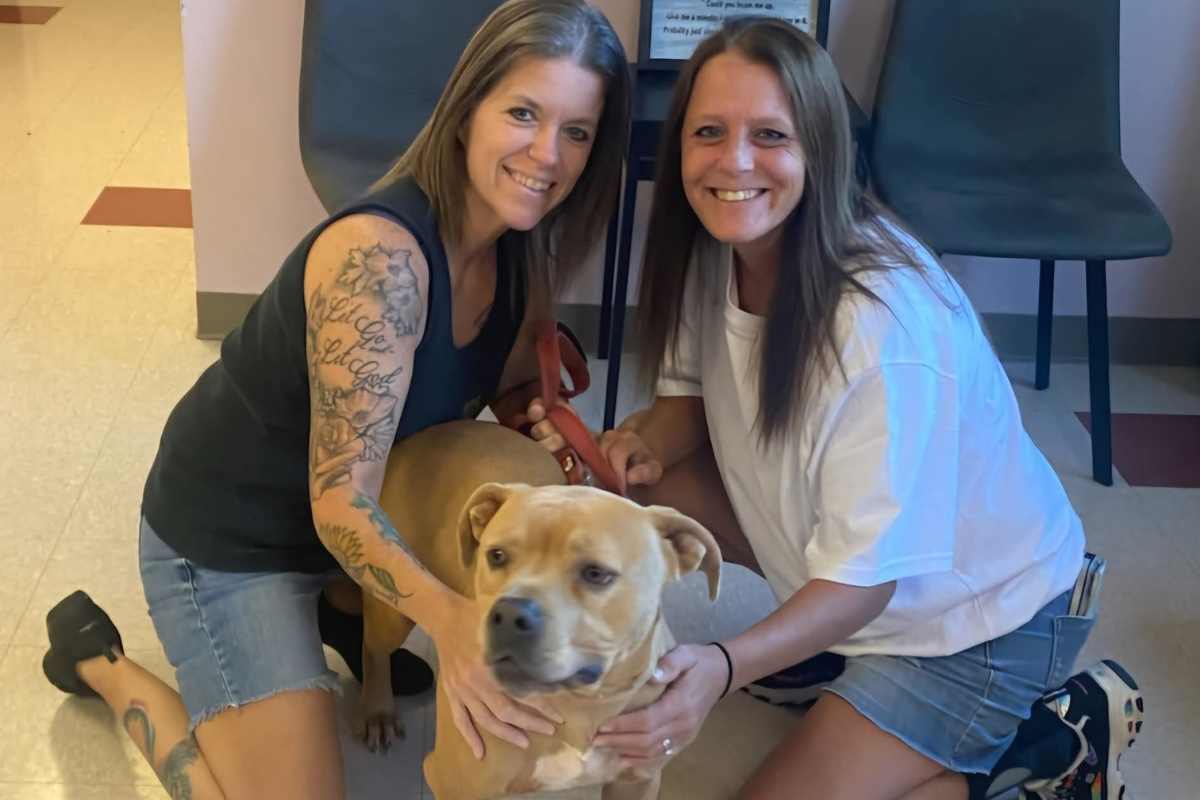 Tanto tempo dietro le sbarre in canile, per Boomer è arrivata una famiglia