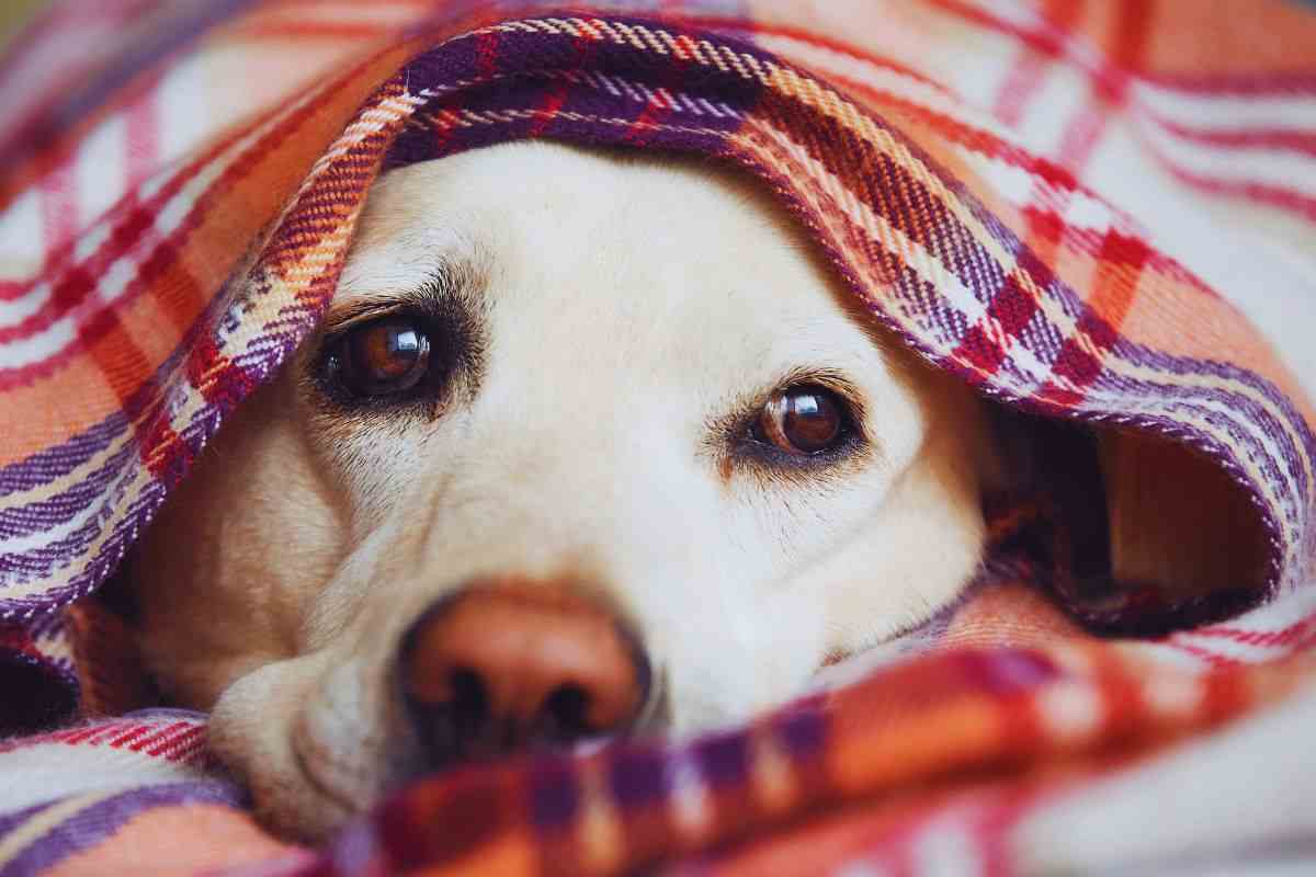 cosa fare quando il cane sente freddo