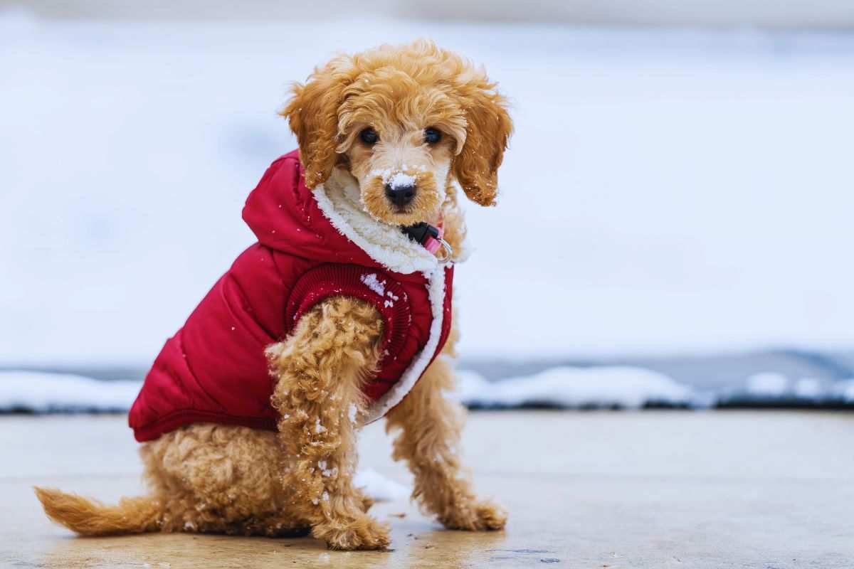 quando mettere il cappottino al cane