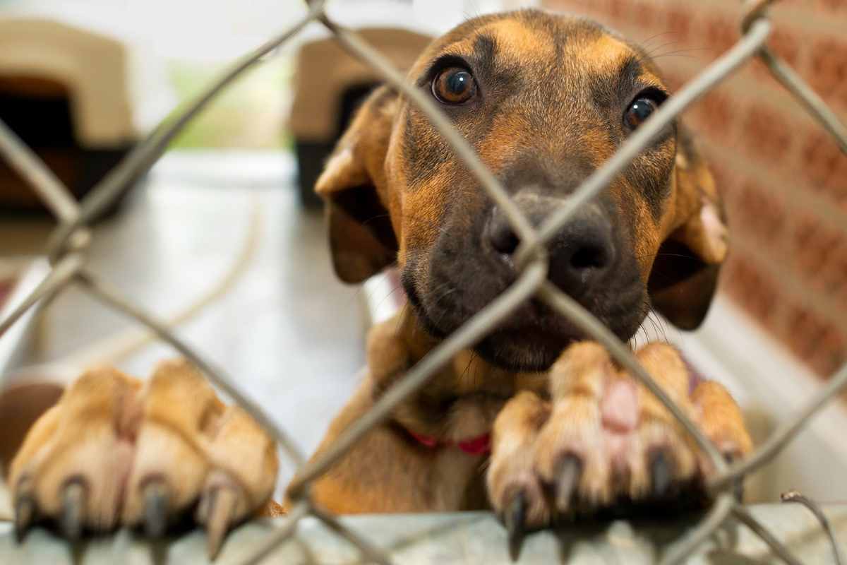 Tanto tempo dietro le sbarre in canile, per Boomer è arrivata una famiglia