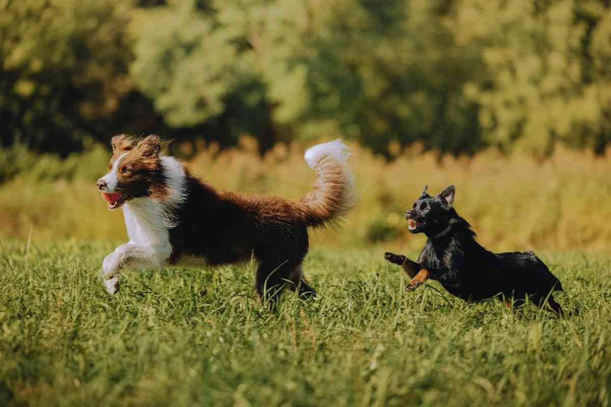 i cani cha amano vivere in campagna