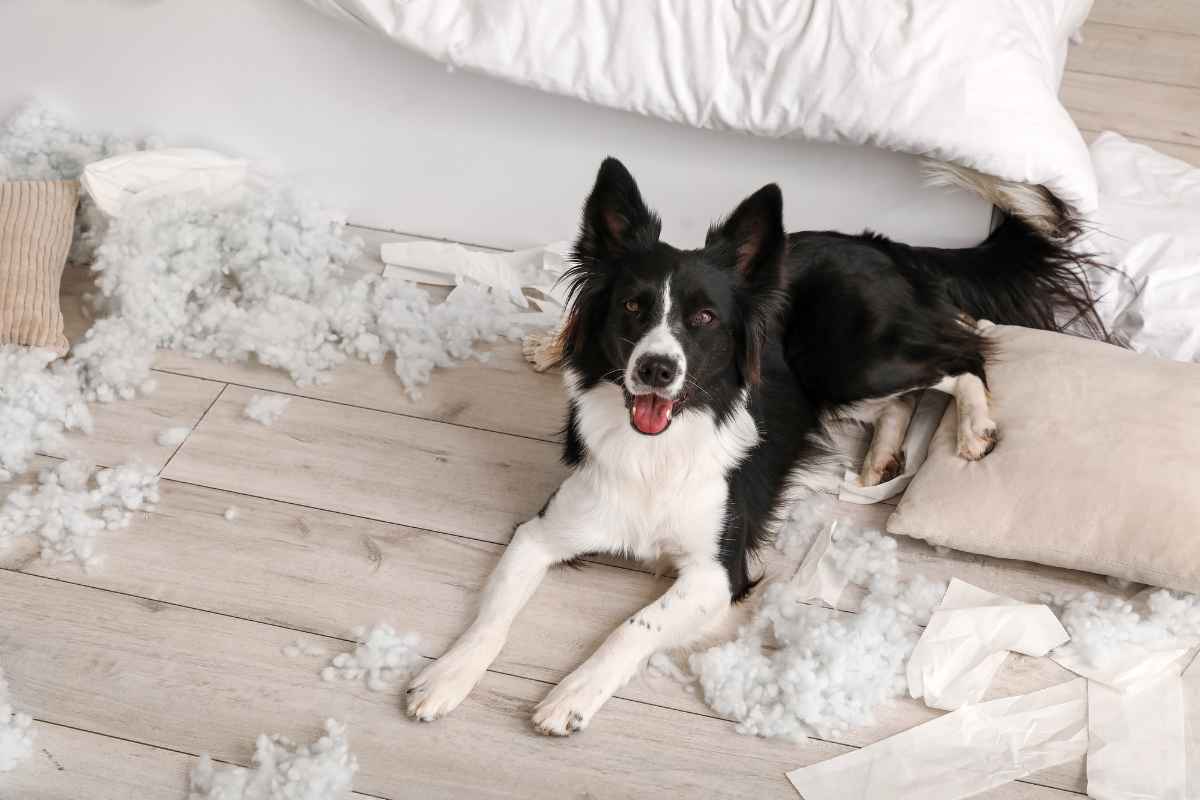 gestire ansia Ansia da separazione, come riconoscerla e gestirla