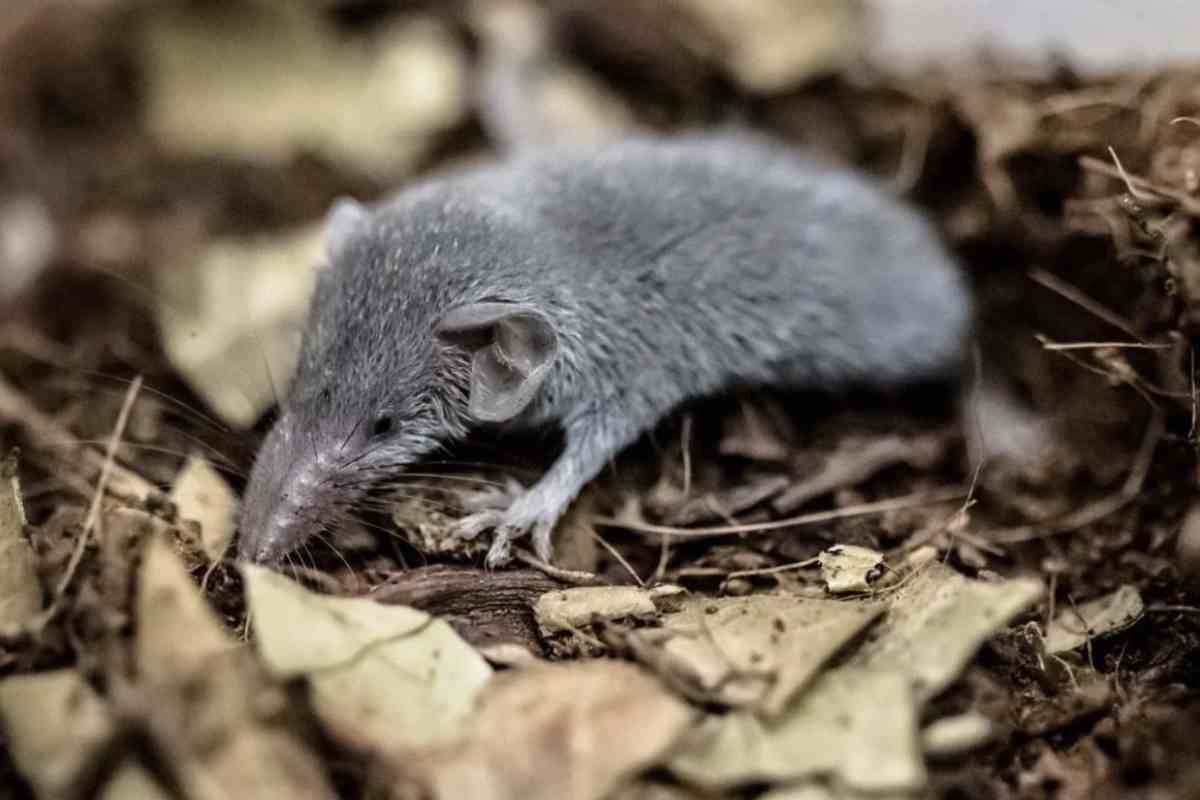 Animale trovato Le montagne dell’Etiopia, meno esplorate rispetto ad altre aree del continente africano, sono una vera e propria culla di biodiversità.