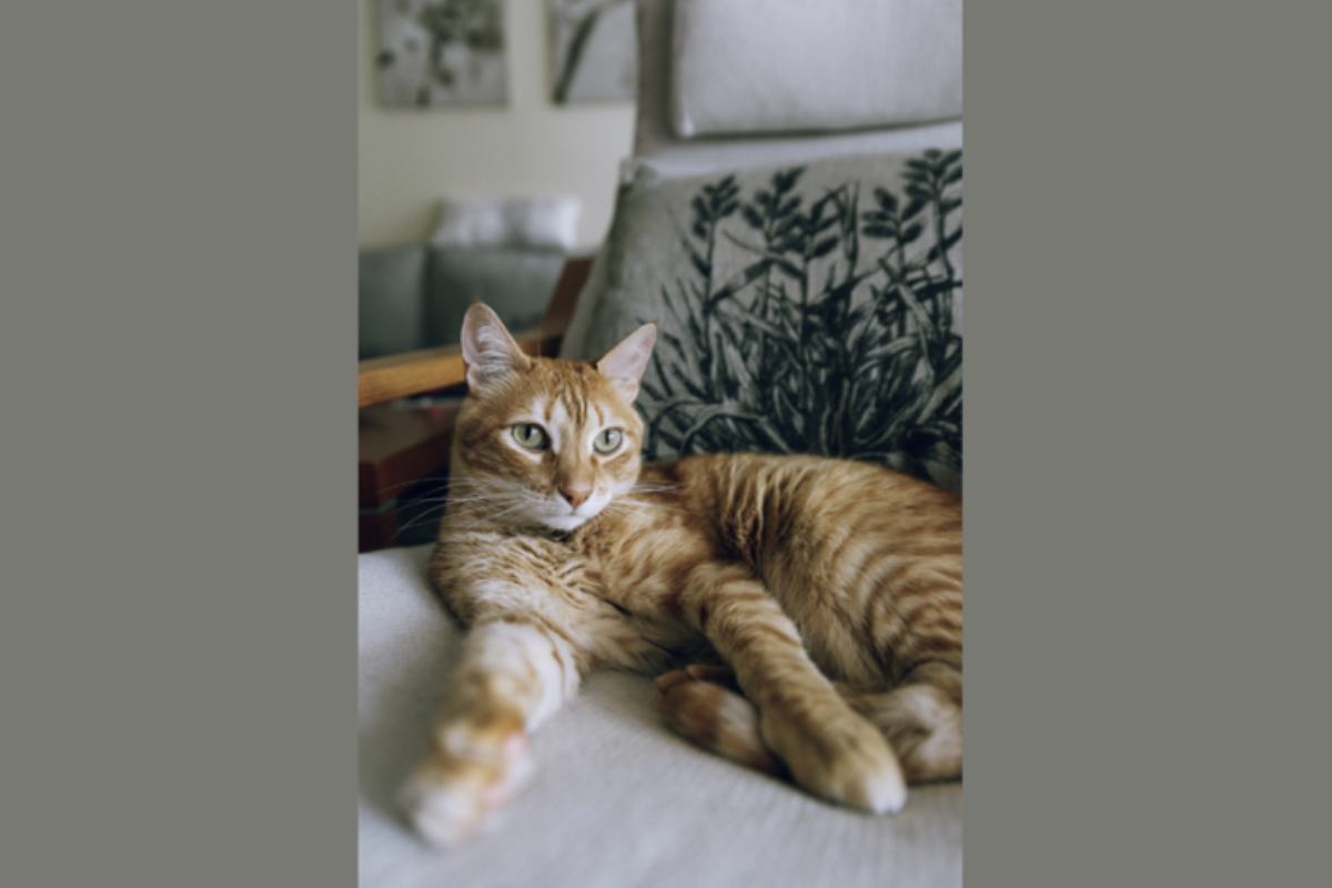 Gatto rosso Il colore del pelo dei gatti ha avuto un impatto significativo nella cultura popolare, dove i gatti rossi sono spesso rappresentati come simboli